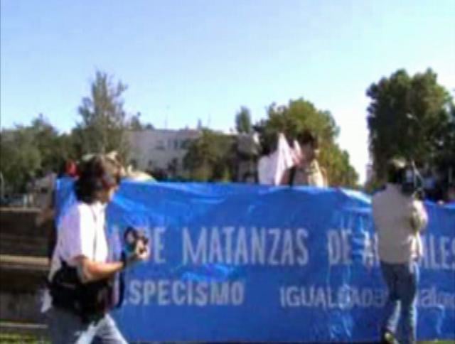Igualdad Animal contra la matanza de delfines en Japón