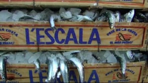 Problemes amb la normativa Europea