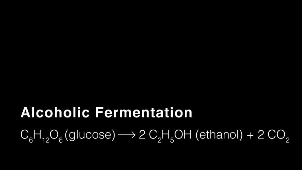 Alcoholic Fermentation On Vimeo   293827353 Bd5e61fa8d48a957e2d75f992056784c9b9fe5ab3fb0e52ee7d4297c0ddd506f D