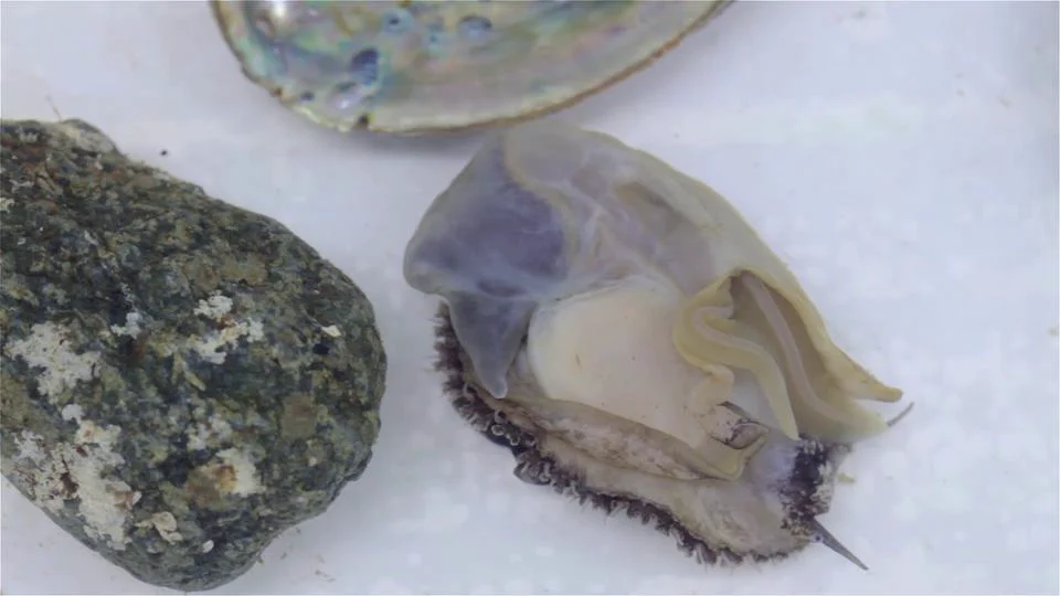Shell-less Abalone at Pacifica High School Science Class on Vimeo