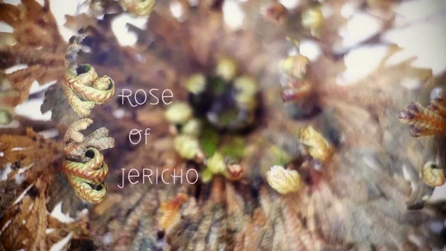 Rose Of Jericho Time Lapse - Resurrection Plant 
