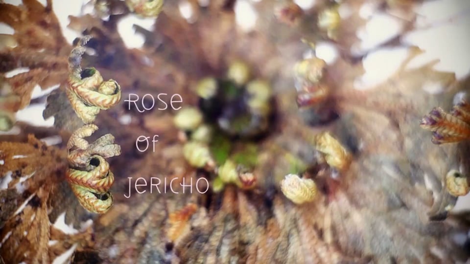 Rose de Jéricho