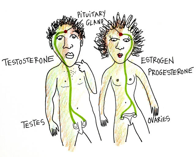 The Subject is Puberty