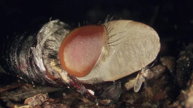 Maggot to Fly Time Lapse Transformation