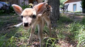 Wildlife Rehabilitator Jane Thomas