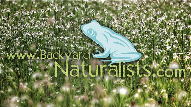 Backyard Naturalists | Videos & Movies  