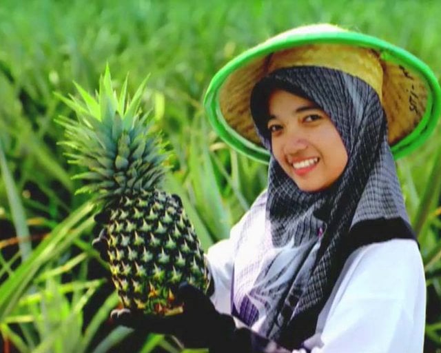 Great Giant Pineapple On Vimeo 