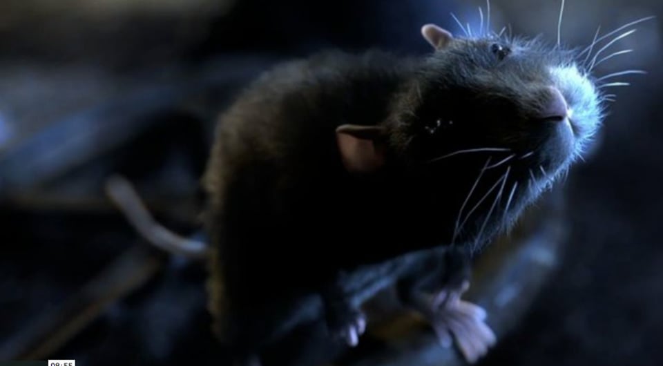 One Rat Short