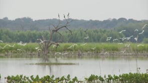 Walk in the Wetlands - GeoCaching