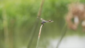 Walk in the Wetlands - Nutrient Removal