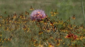 Images of Waco - Central Texas Flowers