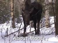 Moose!!! Staying Safe Around Urban Moose.