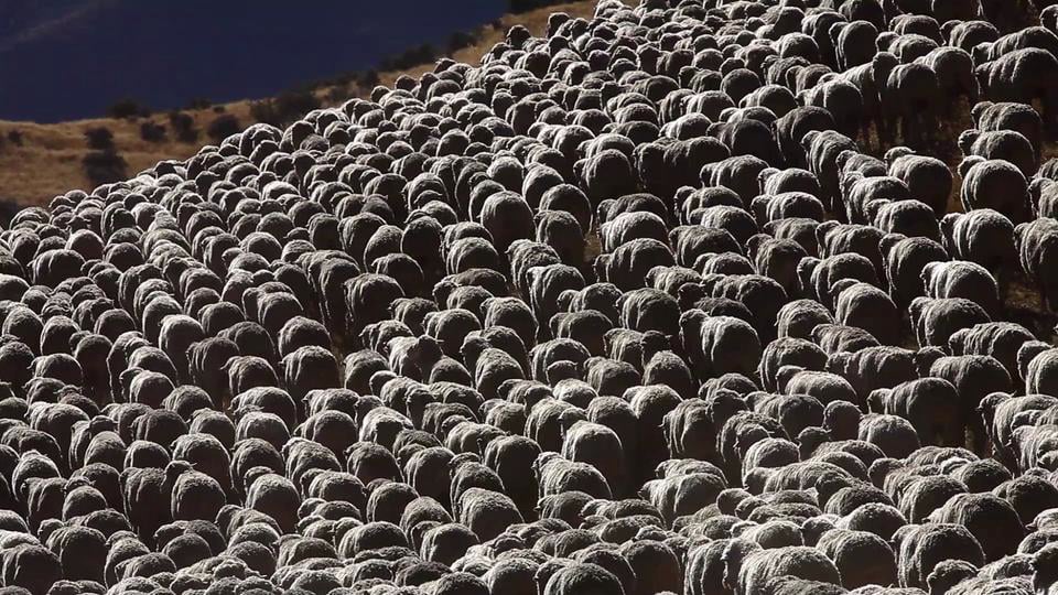 The Foundation of Ibex: Our Farmers