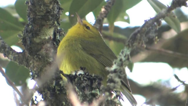 Our 30-minute film narrated by Richard Chamberlain explores the crisis of Hawaiian birds.