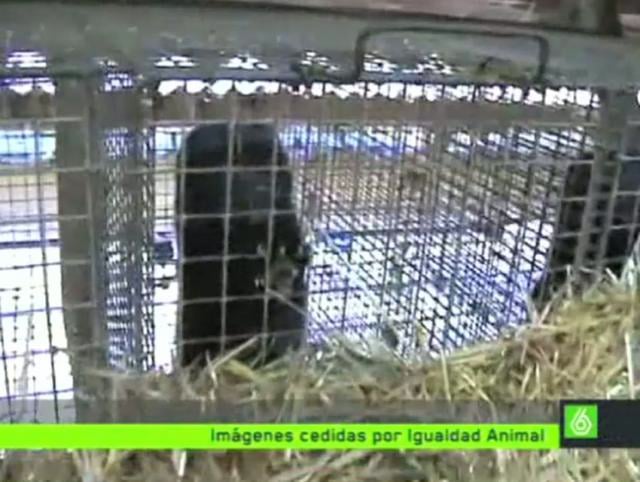 Noticia La Sexta – Investigación de Igualdad Animal sobre las granjas de visones