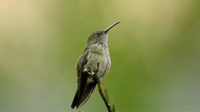 Aves