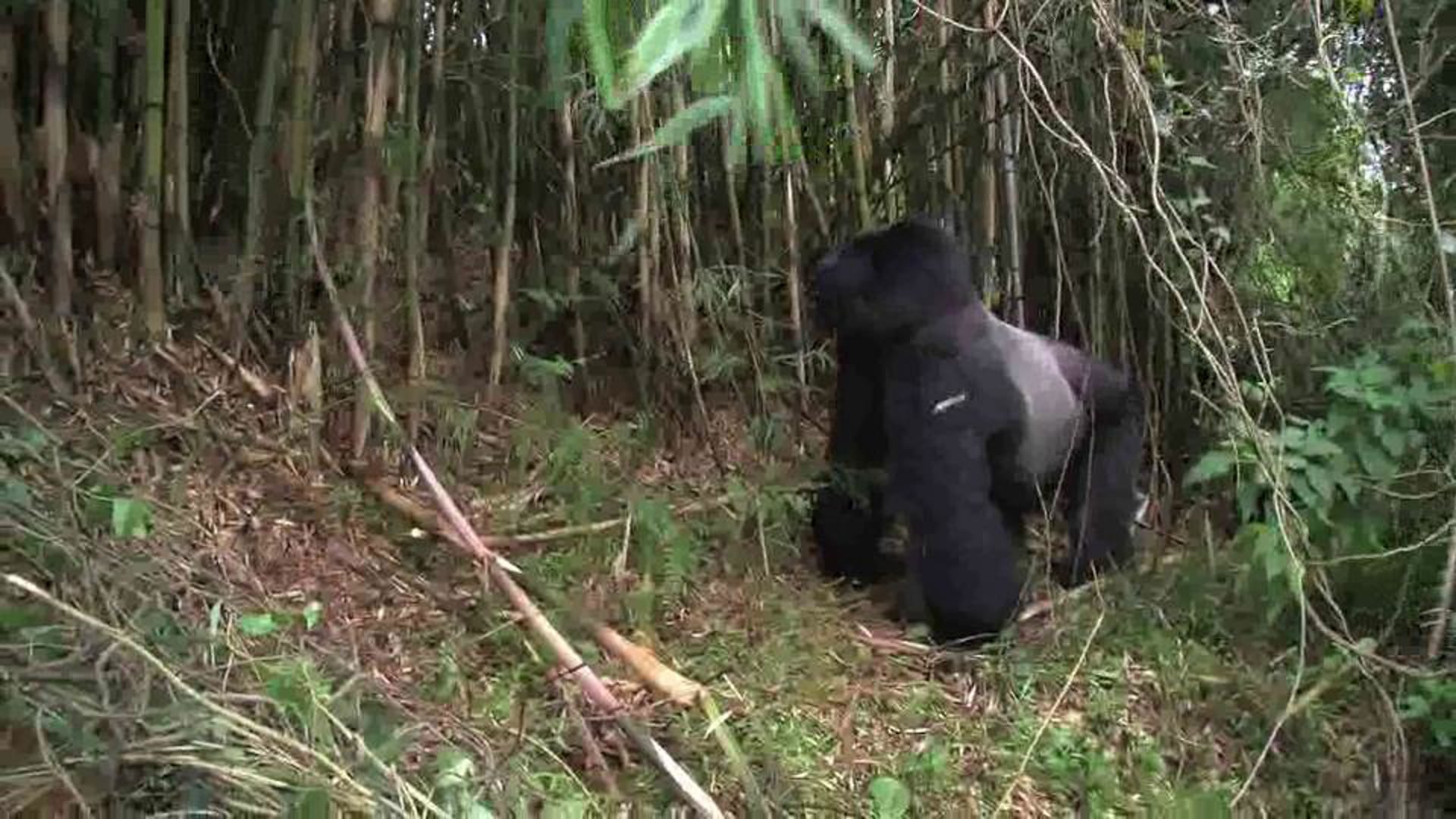 Mountain Gorillas