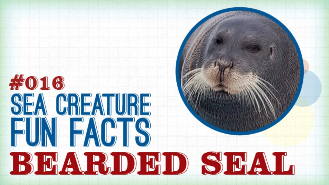 Bearded Seal: Sea Creature Fun Facts on Vimeo