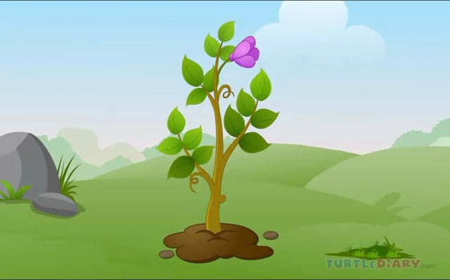 Learn all about Food Chain at www.turtlediary.com