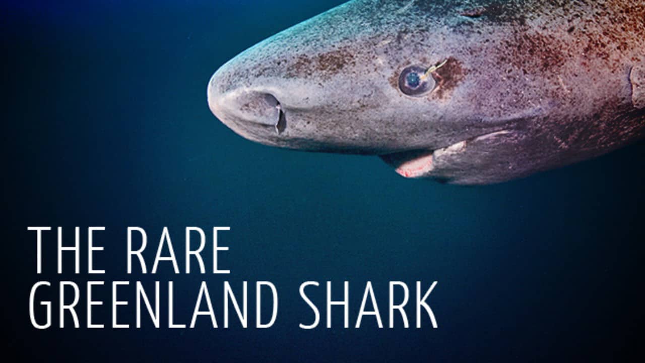 Rare Encounter with Greenland Shark - Adam Ravetch on Vimeo