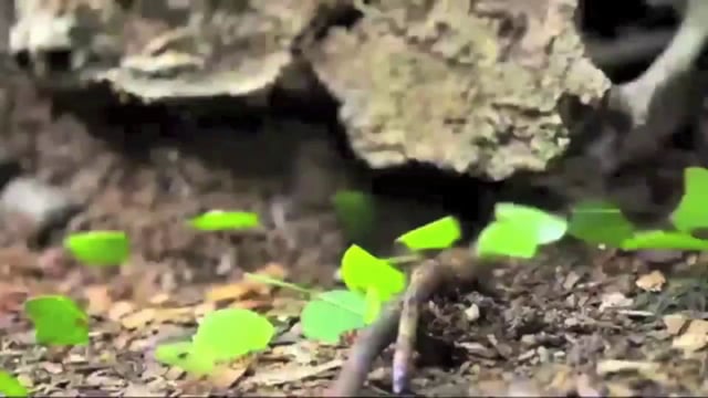 Video de Apostilla de la Haya - JD Immigration