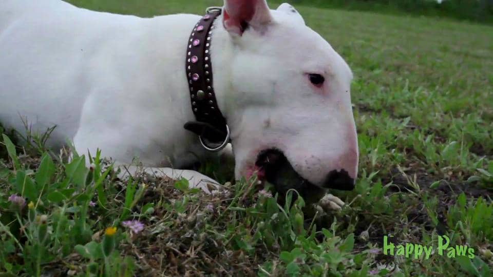 Happy Paws Kennels on Vimeo