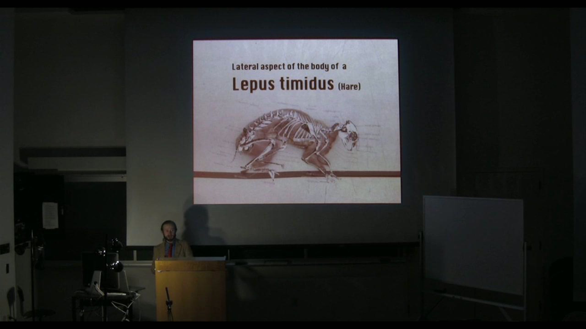Anatomy of the Lepus Timidus
