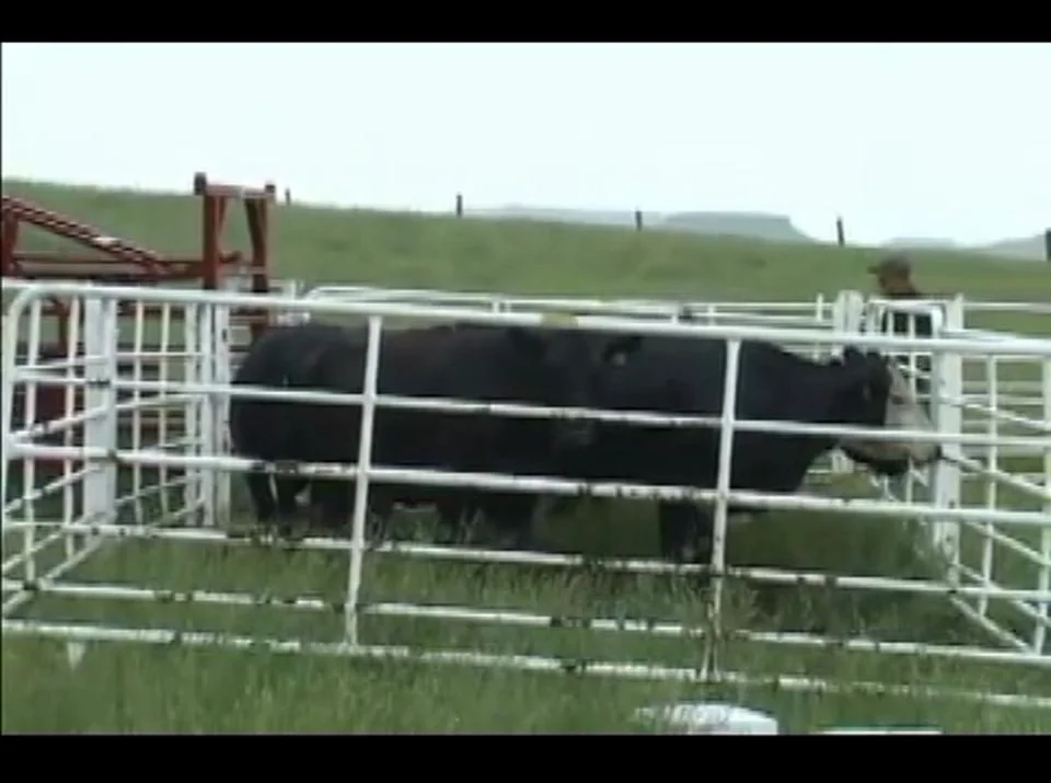 ABS Breeding Barn on Vimeo