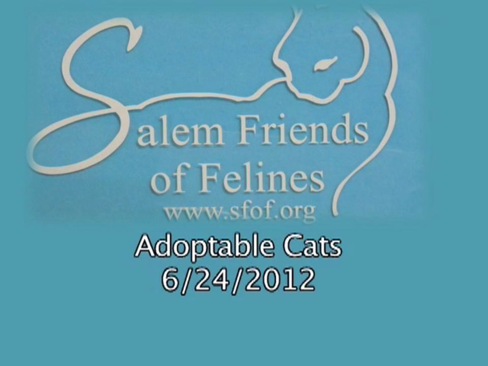 a-quick-look-at-adoptable-cats-6-24-12-on-vimeo