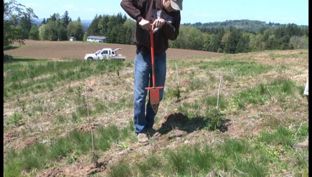 Erosion Control on Christmas Tree Farms Part 1: Interview with Don Sturm