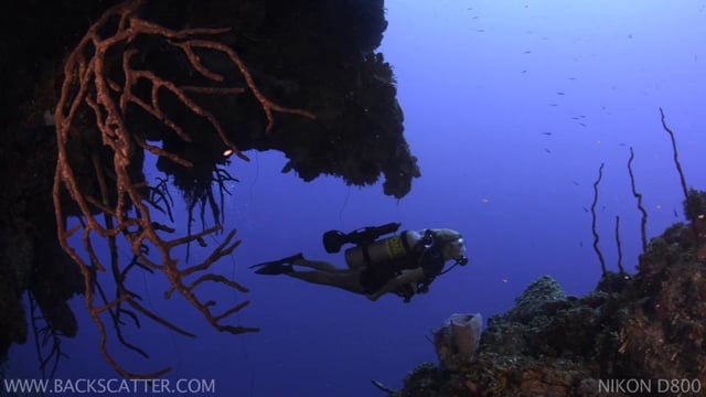 Nikon D800 Underwater Video - Little Cayman