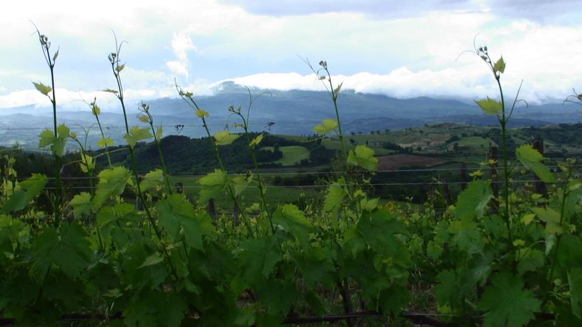 San Polino: Organic Vineyard