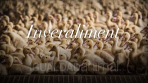 Granja de foie gras Inveraliment – Sant Gregori (Cataluña)