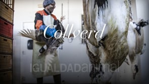 Matadero de patos para foie gras Collverd – Vilamalla (Cataluña)