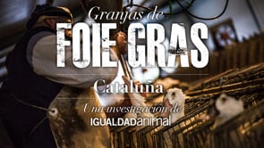 Investigación de Igualdad Animal / Animal Equality en granjas de Foie Gras en Cataluña