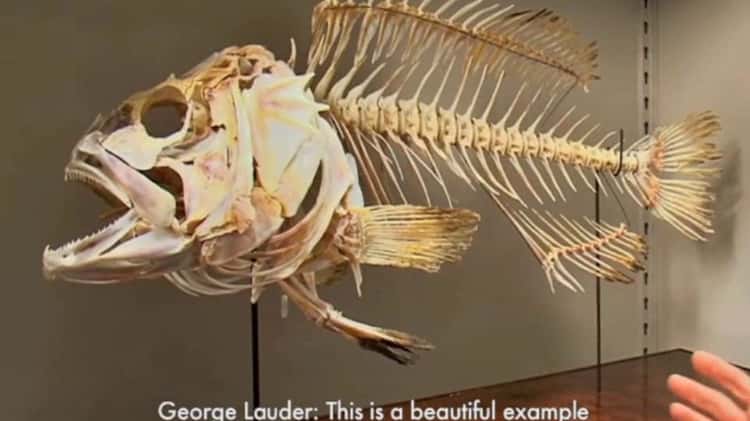 Reading Bones: The Fish Skeleton on Vimeo