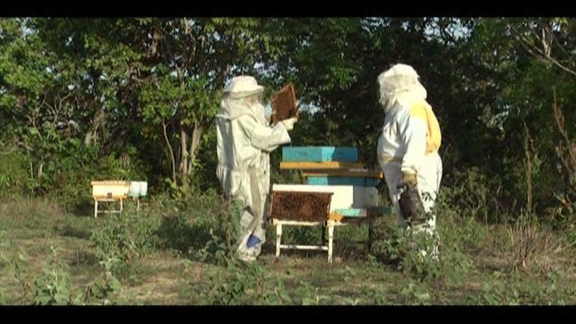 miel, colmenas y gente