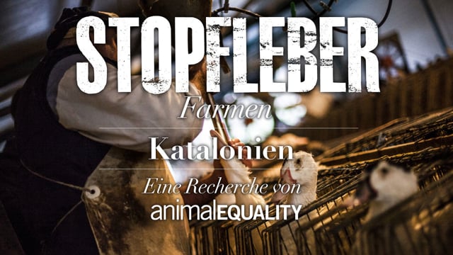 Stopfleber farmen – Katalonien – Animal Equality