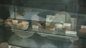Es posen en marxa visites guiades a la col·lecció de malacologia Matilde Espinosa