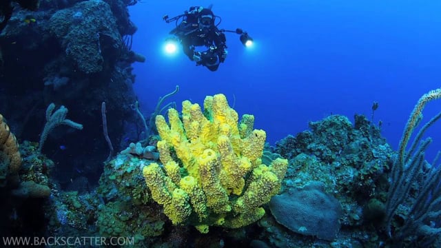 Pegasus Thruster Tank Mount Scooter - Little Cayman