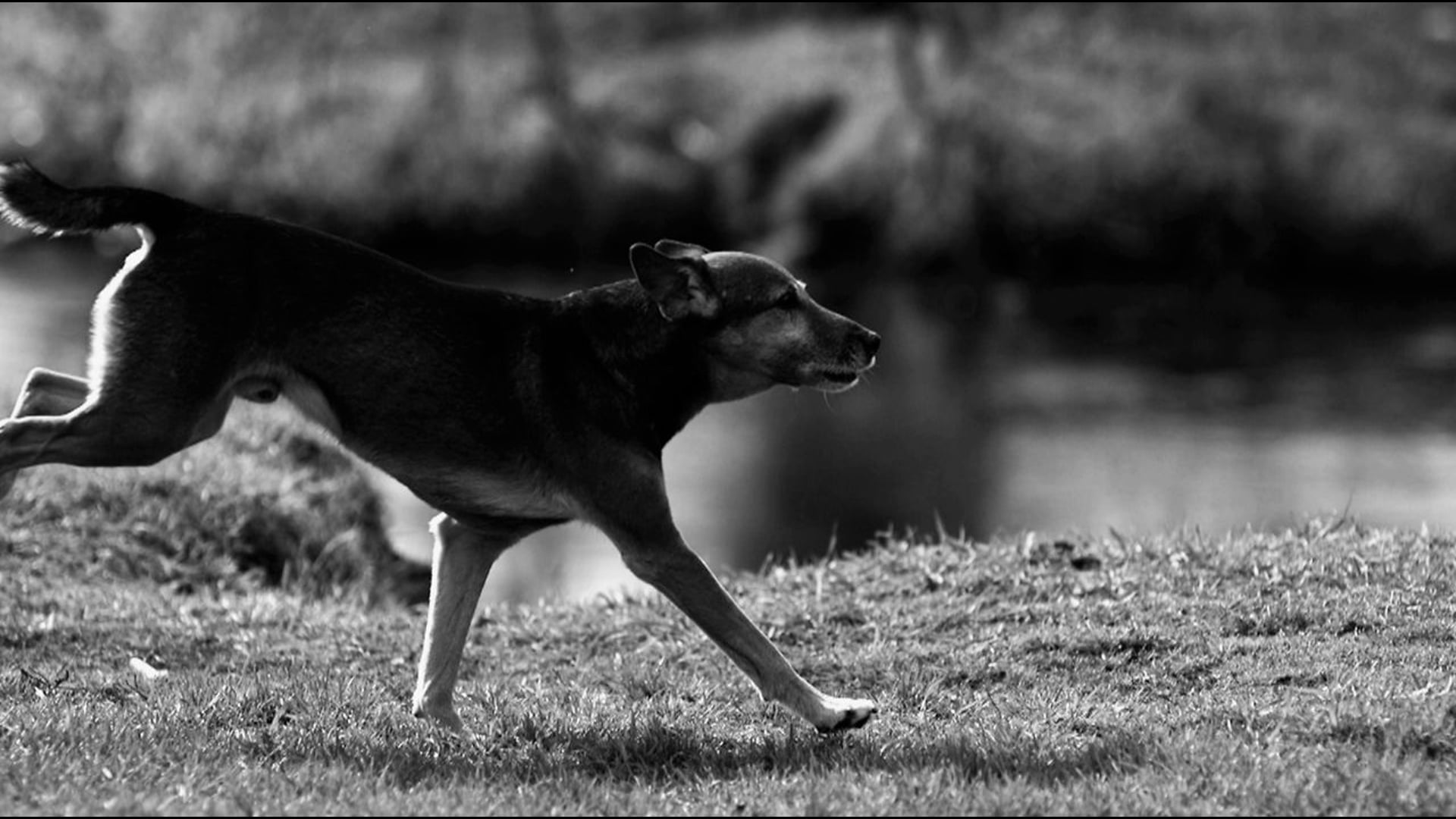 Собака Собака (Dog the Dog)