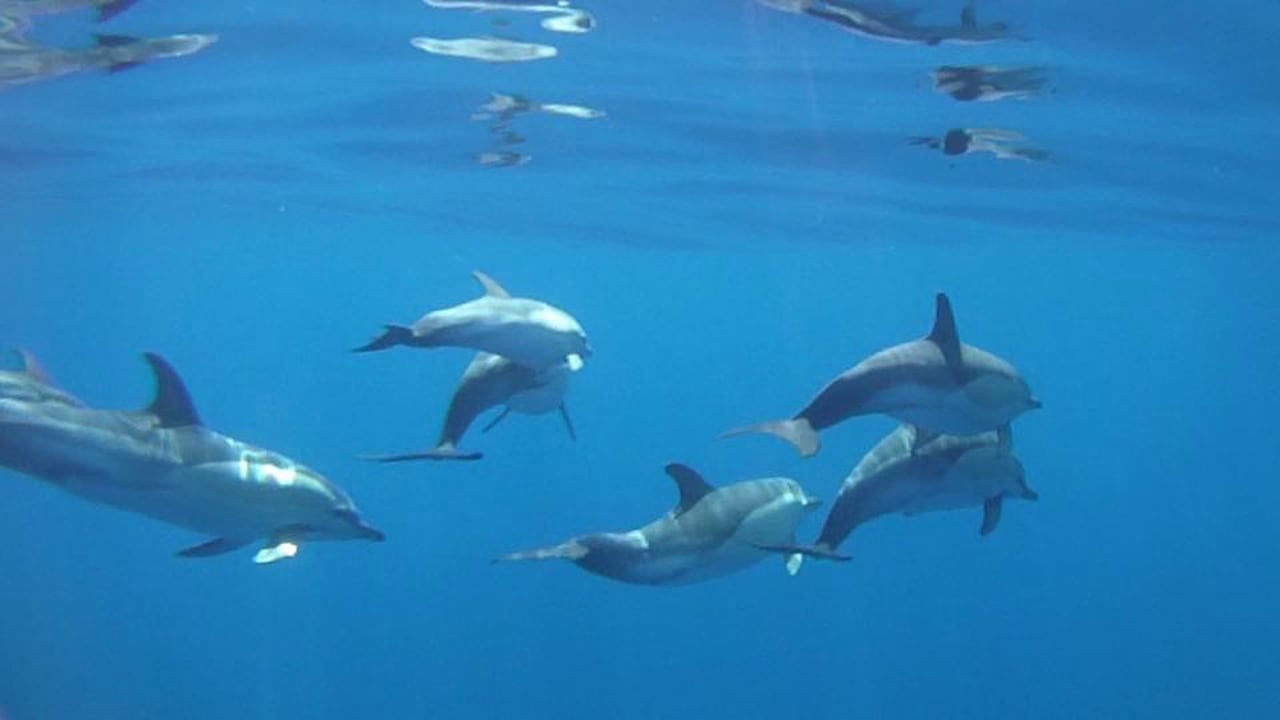 Dolphin Interlude