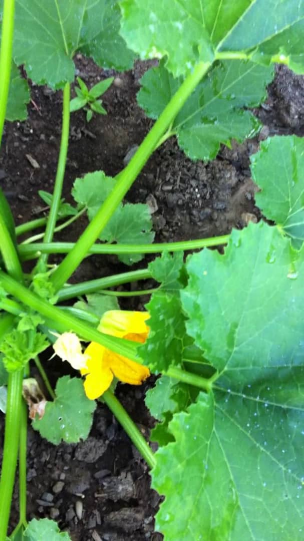 Distinguishing male from female zucchini blossoms. on Vimeo