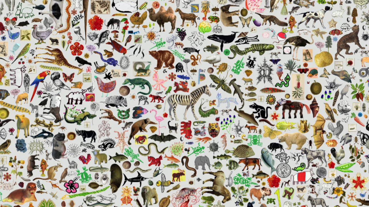 C3 Classer Les Animaux Au Cycle 3 Cm1 Cm2 Centre Departemental De Ressources En Sciences De L Yonne