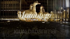 Granja de foie gras Momotegi, proveedora del restaurante Mugaritz. Investigación de Igualdad Animal/Animal Equality