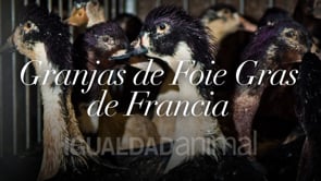 Granjas de foie gras francesas – Investigación de Igualdad Animal