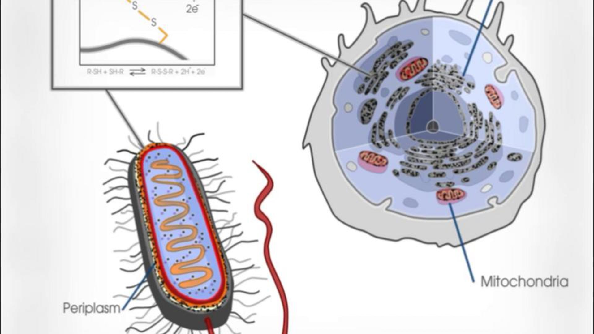 Open Learning Visual Explanation. New England BioLabs