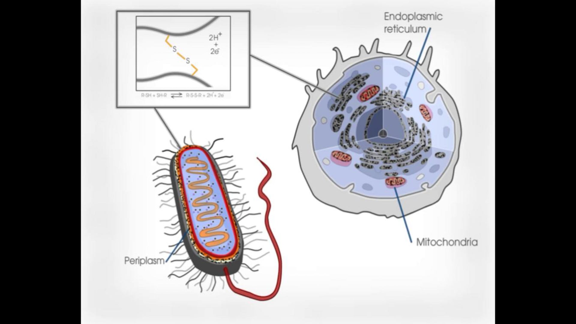 Open Learning Visual Explanation. New England BioLabs