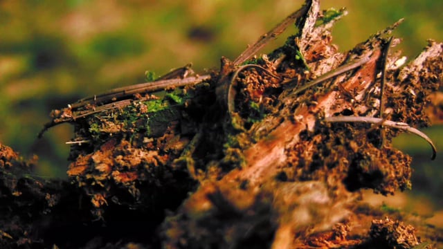 vimeo-video-thumbnail