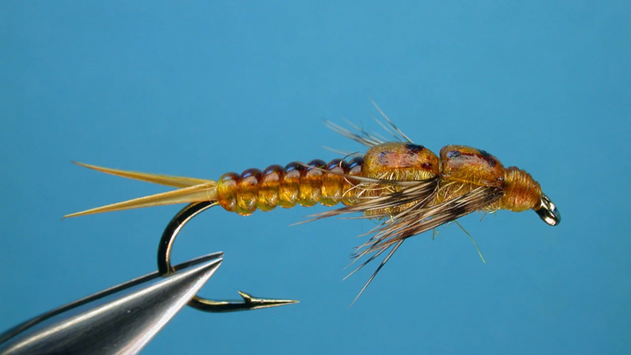 D-Rib Golden Stone Fly by Carl Pennington, 11/07/09 on Vimeo